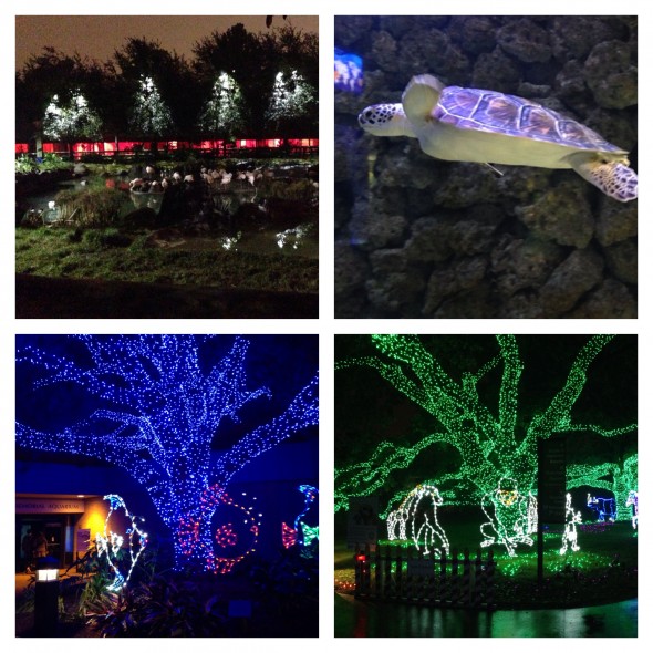 zoolights2