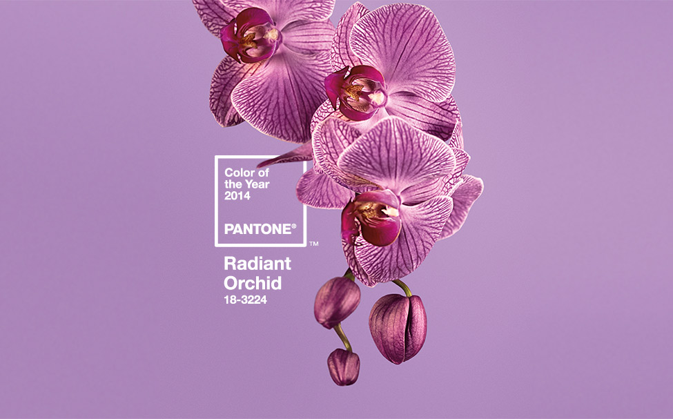 orchid-pantone