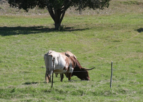 Longhorn2_blog