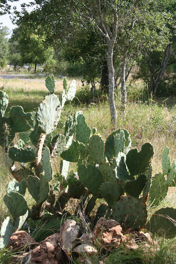 cactus_blog